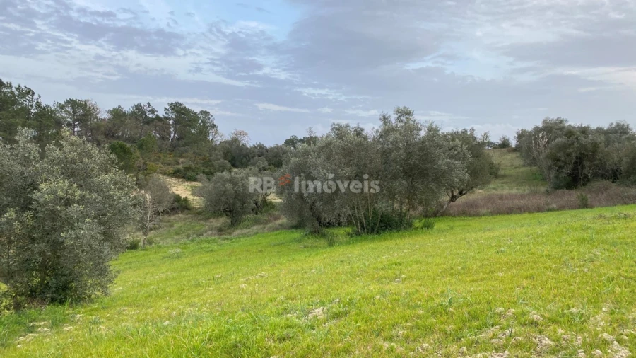 Terreno Agricola ou Rústico para Venda em Assentiz Foto 11
