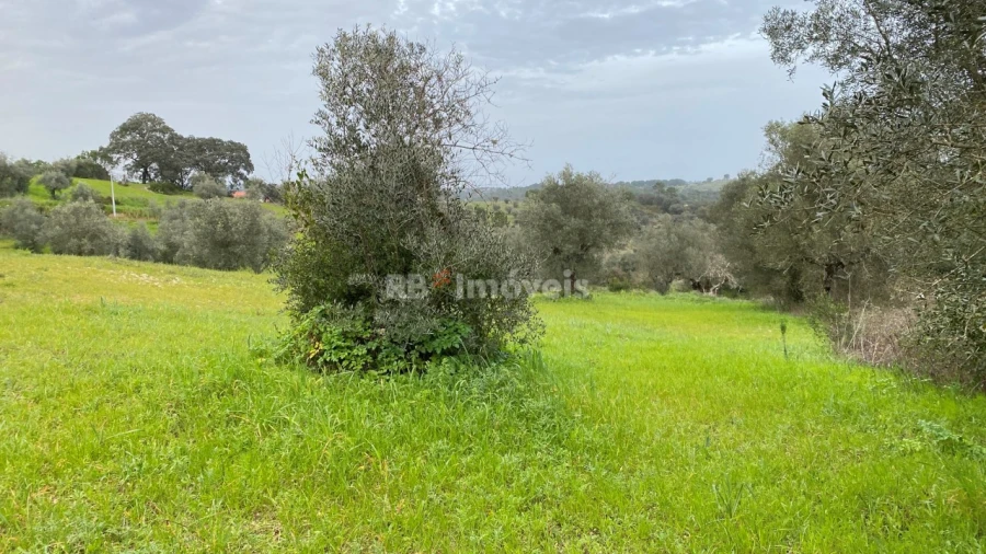 Terreno Agricola ou Rústico para Venda em Assentiz Foto 16