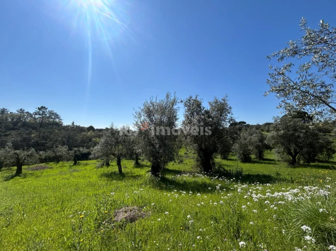 Terreno Agricola ou Rústico para Venda em Assentiz Foto 2