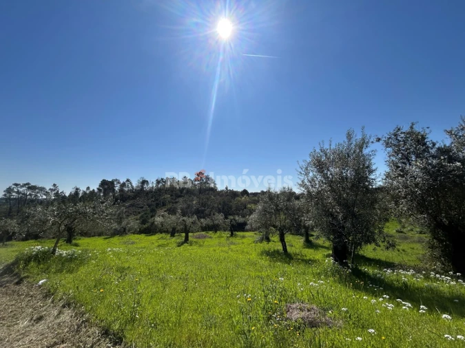 Terreno Agricola ou Rústico para Venda em Assentiz Foto 4