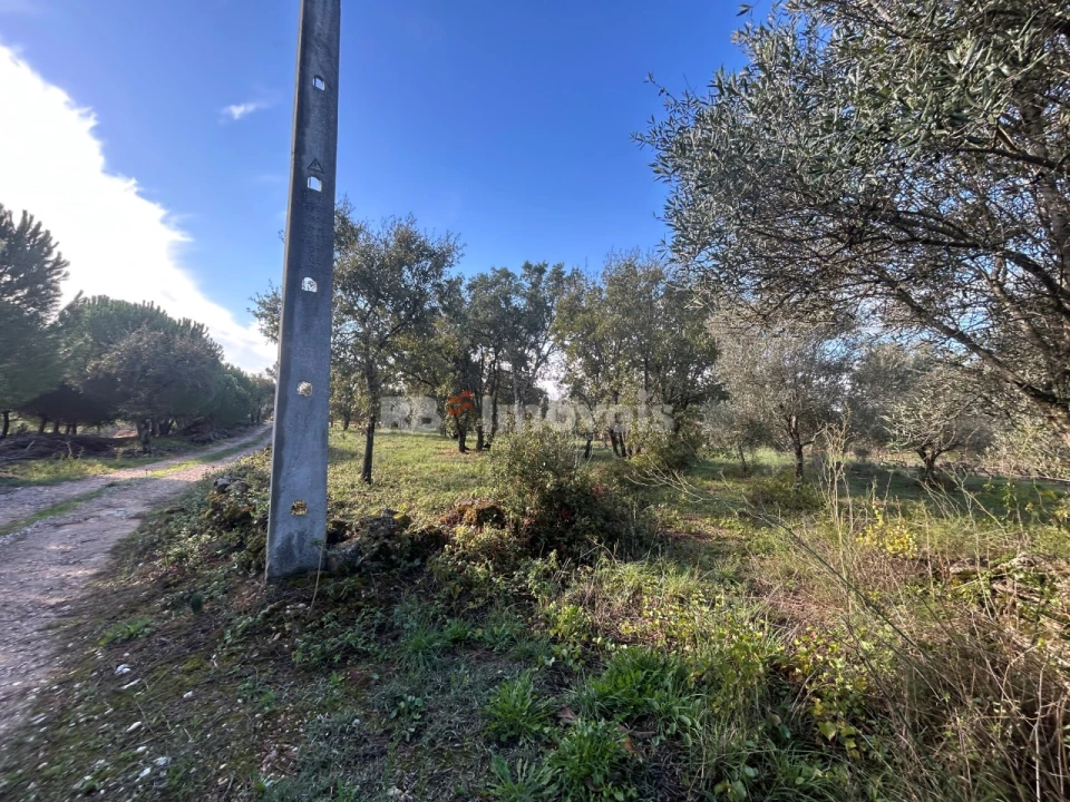 Terreno Agricola ou Rústico para Venda em Além da Ribeira e Pedreira Foto 8