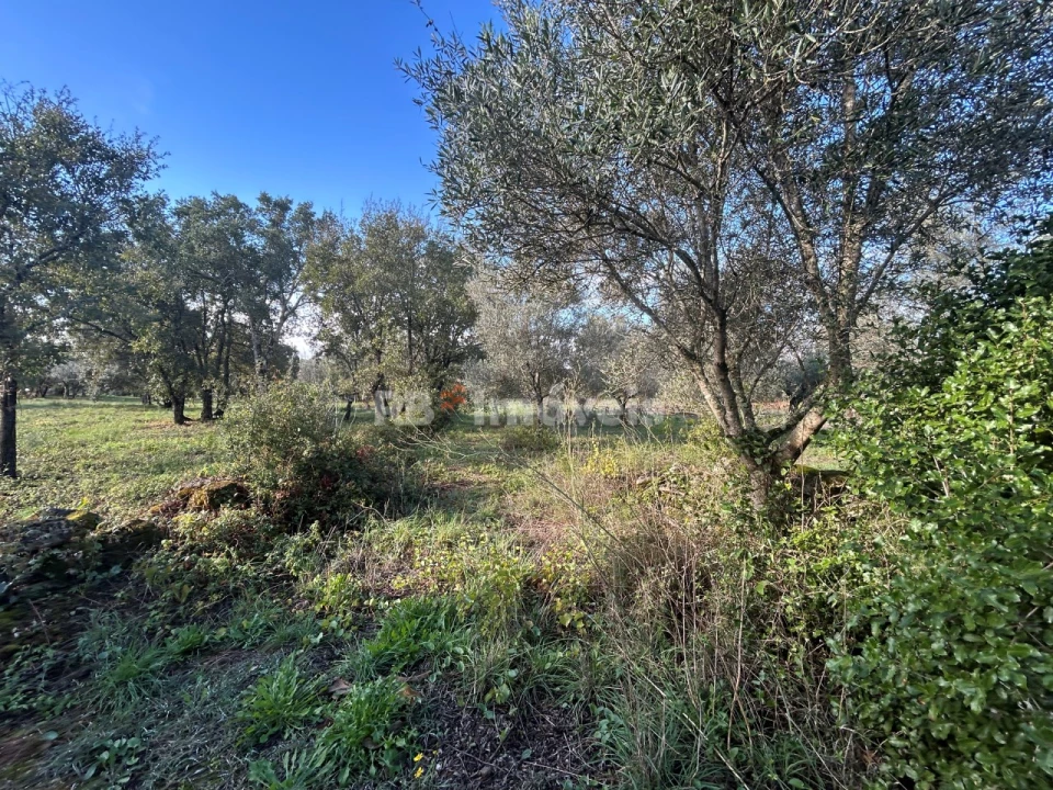 Terreno Agricola ou Rústico para Venda em Além da Ribeira e Pedreira Foto 7