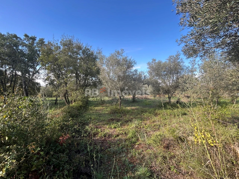 Terreno Agricola ou Rústico para Venda em Além da Ribeira e Pedreira Foto 9