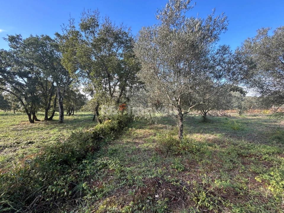 Terreno Agricola ou Rústico para Venda em Além da Ribeira e Pedreira Foto 11