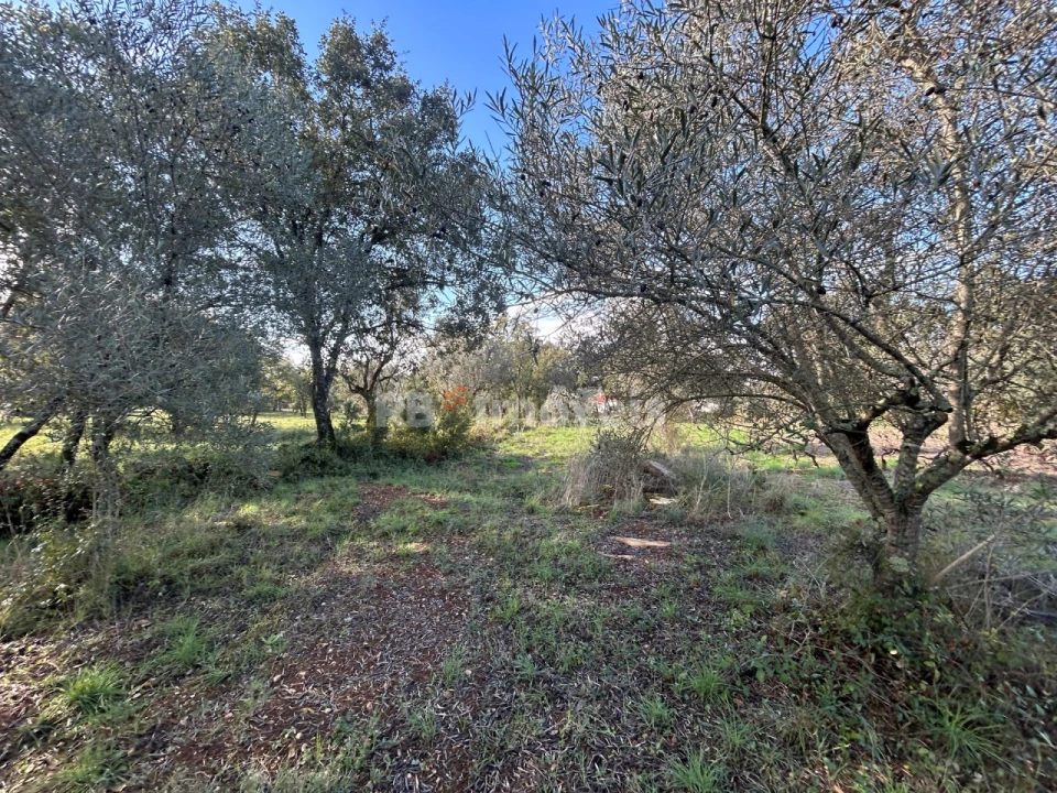 Terreno Agricola ou Rústico para Venda em Além da Ribeira e Pedreira Foto 4