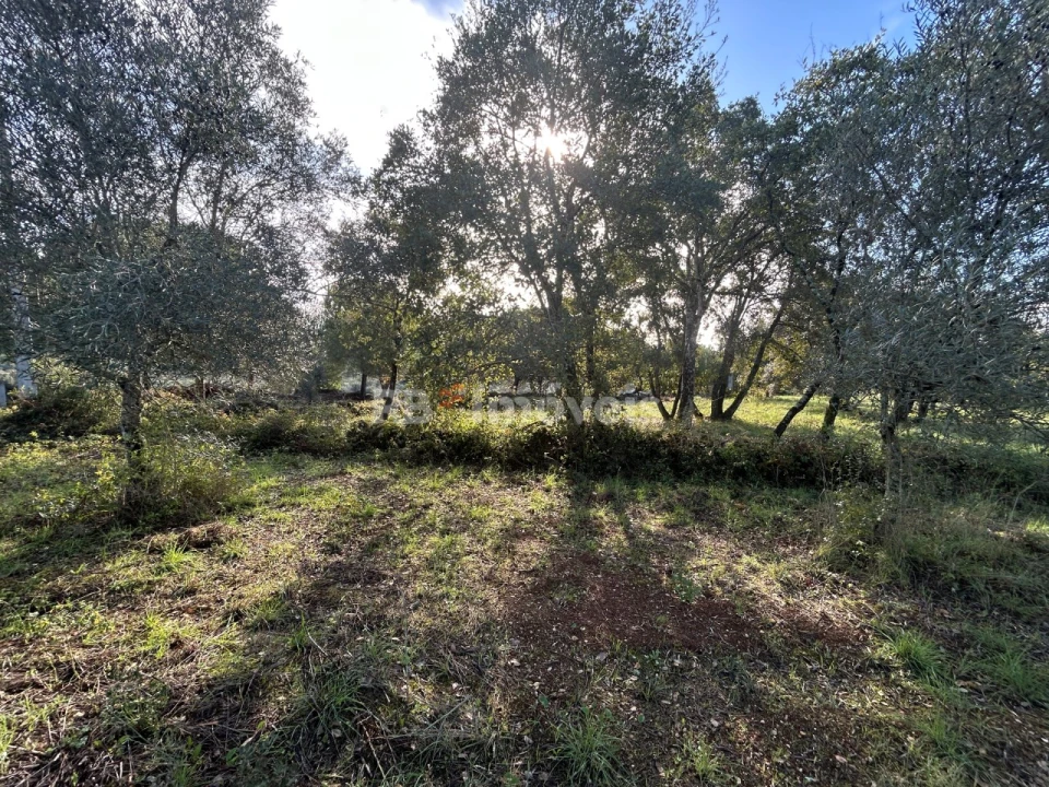 Terreno Agricola ou Rústico para Venda em Além da Ribeira e Pedreira Foto 2