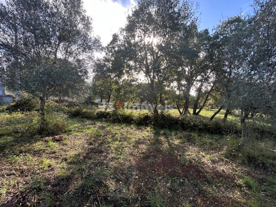 Terreno Agricola ou Rústico para Venda em Além da Ribeira e Pedreira Foto 12