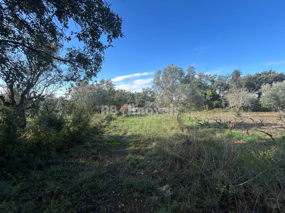 Terreno Agricola ou Rústico para Venda em Além da Ribeira e Pedreira Foto 13