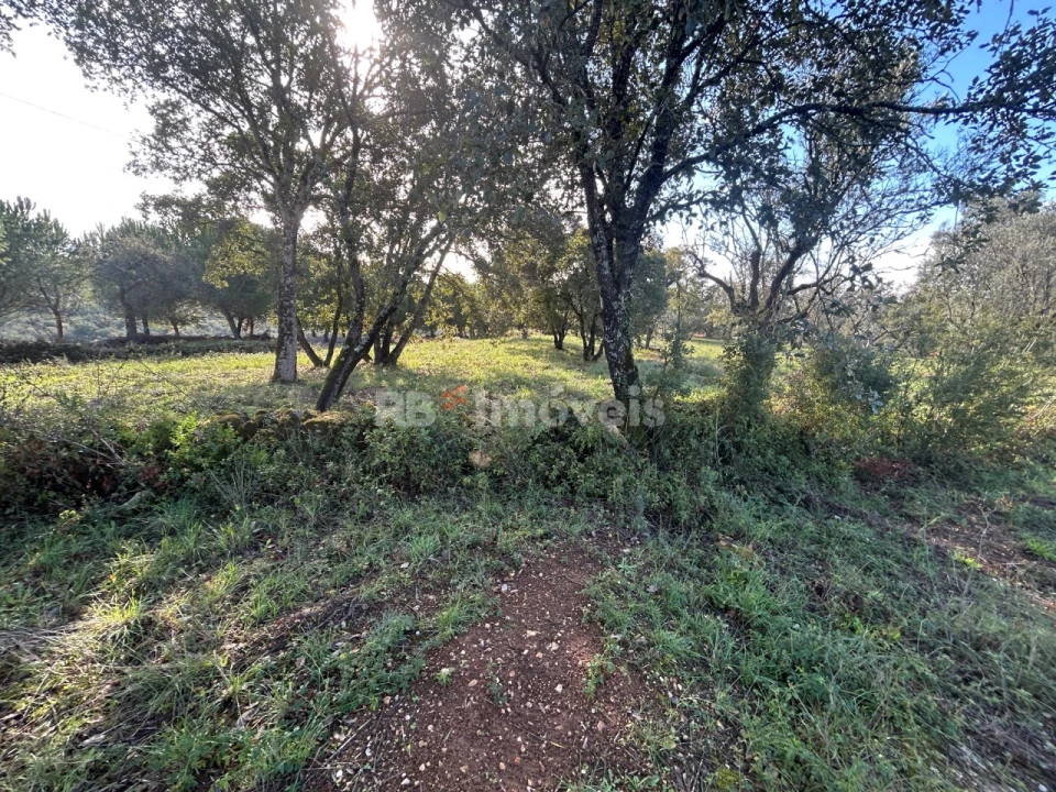 Terreno Agricola ou Rústico para Venda em Além da Ribeira e Pedreira Foto 15