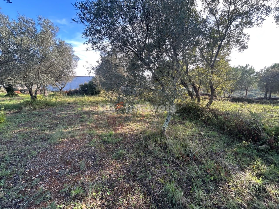 Terreno Agricola ou Rústico para Venda em Além da Ribeira e Pedreira Foto 1