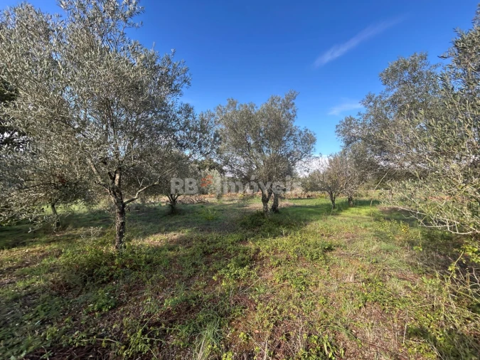 Terreno Agricola ou Rústico para Venda em Além da Ribeira e Pedreira Foto 10