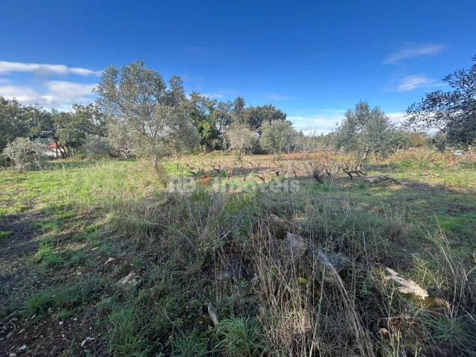 Terreno Agricola ou Rústico para Venda em Além da Ribeira e Pedreira Foto 14