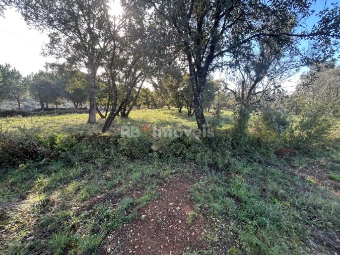 Terreno Agricola ou Rústico para Venda em Além da Ribeira e Pedreira Foto 15