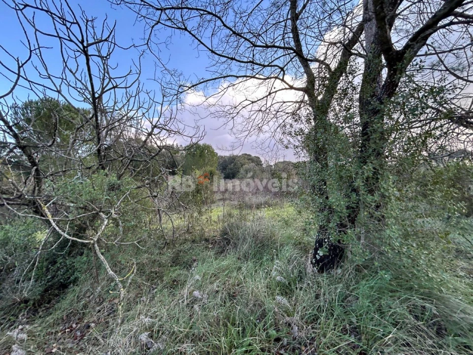 Terreno para Venda em Madalena e Beselga Foto 9