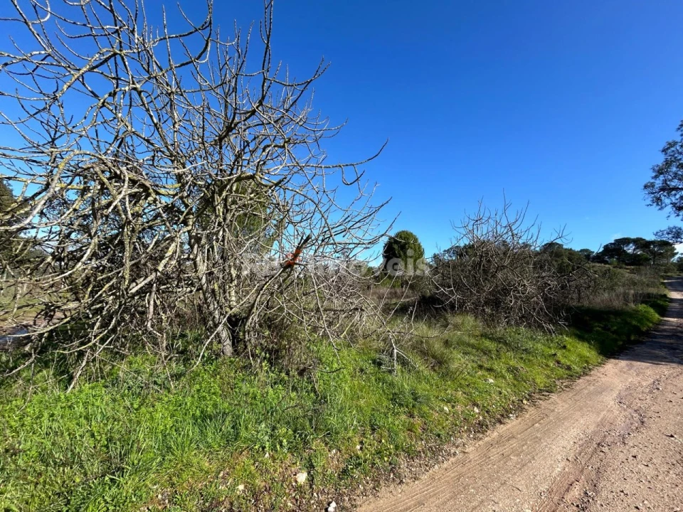 Terreno para Venda em Madalena e Beselga Foto 14