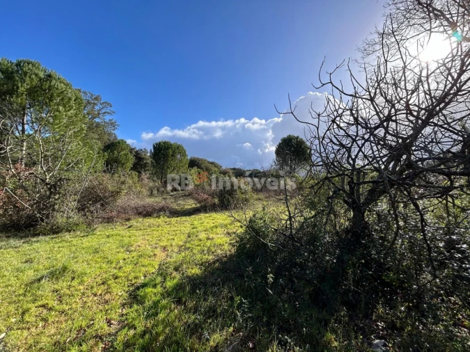 Terreno para Venda em Madalena e Beselga Foto 4