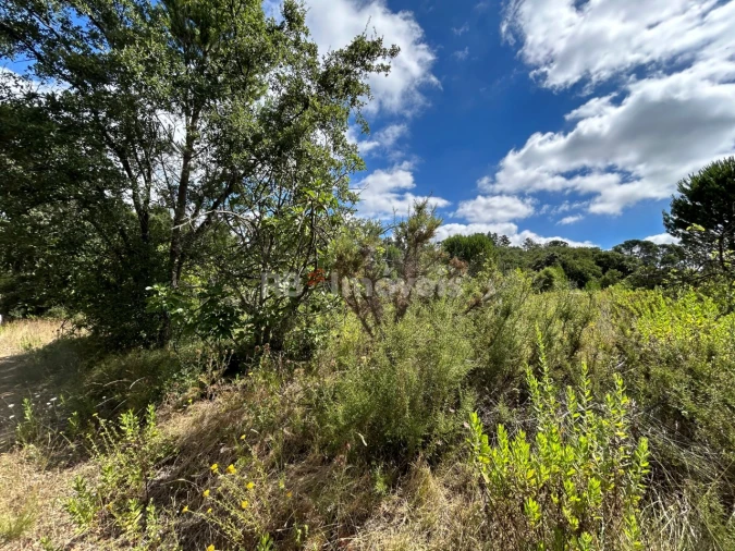 Terreno para Venda em Madalena e Beselga Foto 38