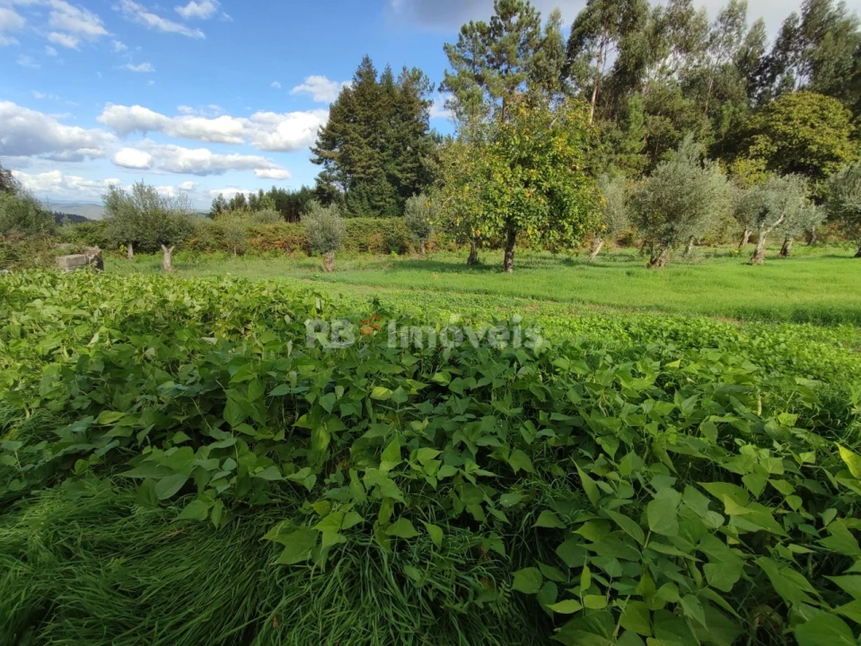 Quinta T3 para Venda em Nossa Senhora do Pranto Foto 36