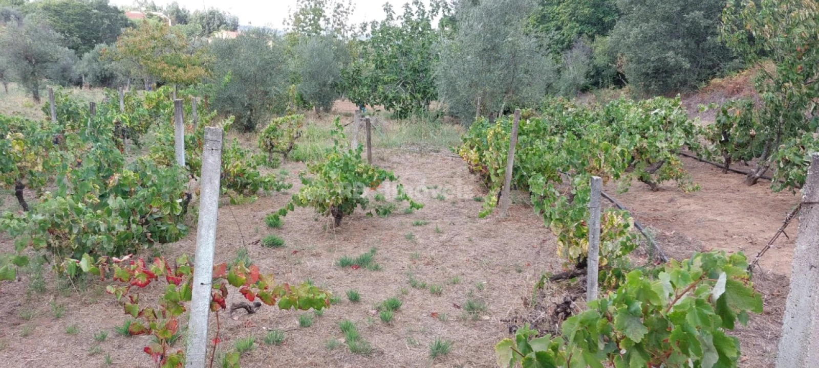 Quinta T3 para Venda em Nossa Senhora do Pranto Foto 40