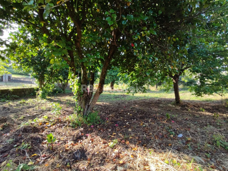 Quinta T3 para Venda em Nossa Senhora do Pranto Foto 37
