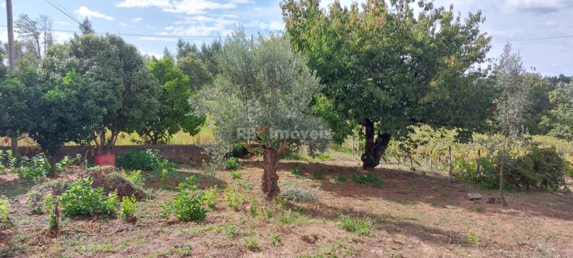 Quinta T3 para Venda em Nossa Senhora do Pranto Foto 41