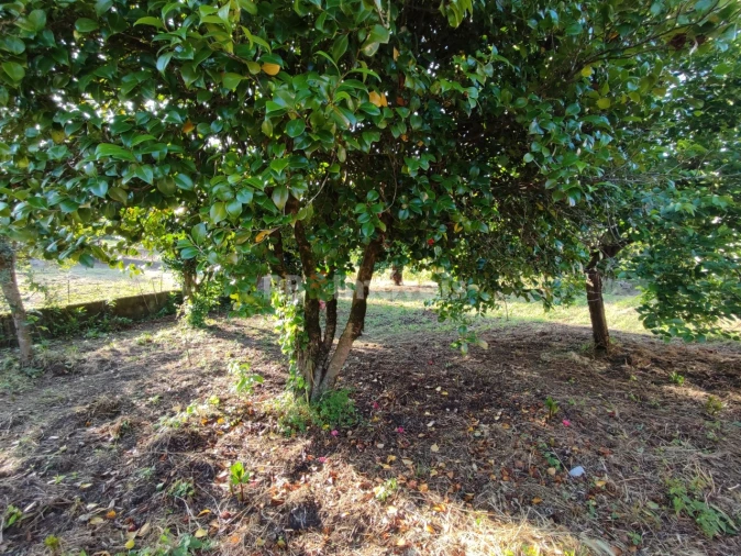 Quinta T3 para Venda em Nossa Senhora do Pranto Foto 31
