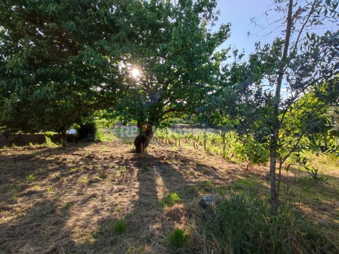 Quinta T3 para Venda em Nossa Senhora do Pranto Foto 34