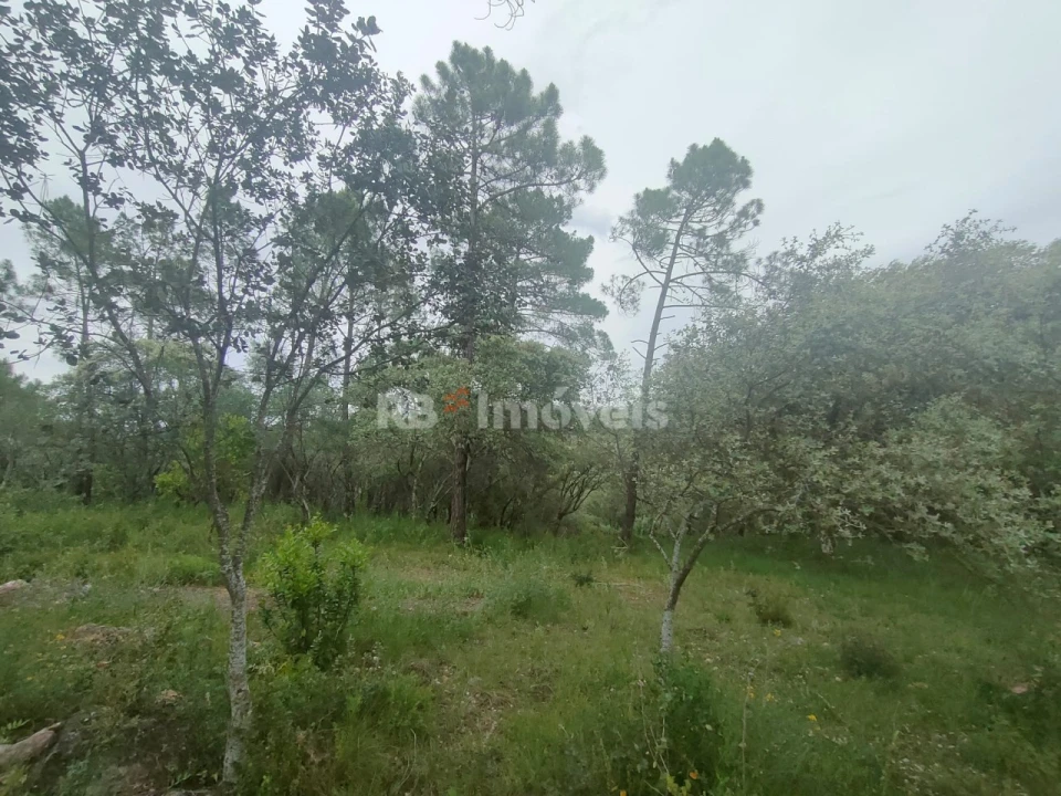 Terreno Agricola ou Rústico para Venda em Além da Ribeira e Pedreira Foto 6