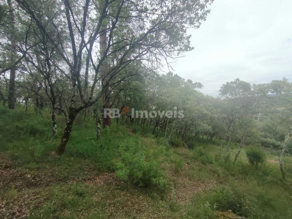 Terreno Agricola ou Rústico para Venda em Além da Ribeira e Pedreira Foto 8