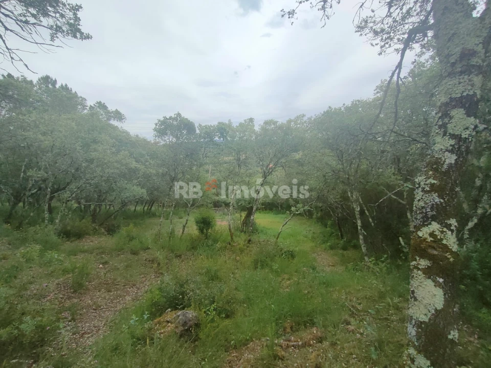 Terreno Agricola ou Rústico para Venda em Além da Ribeira e Pedreira Foto 9