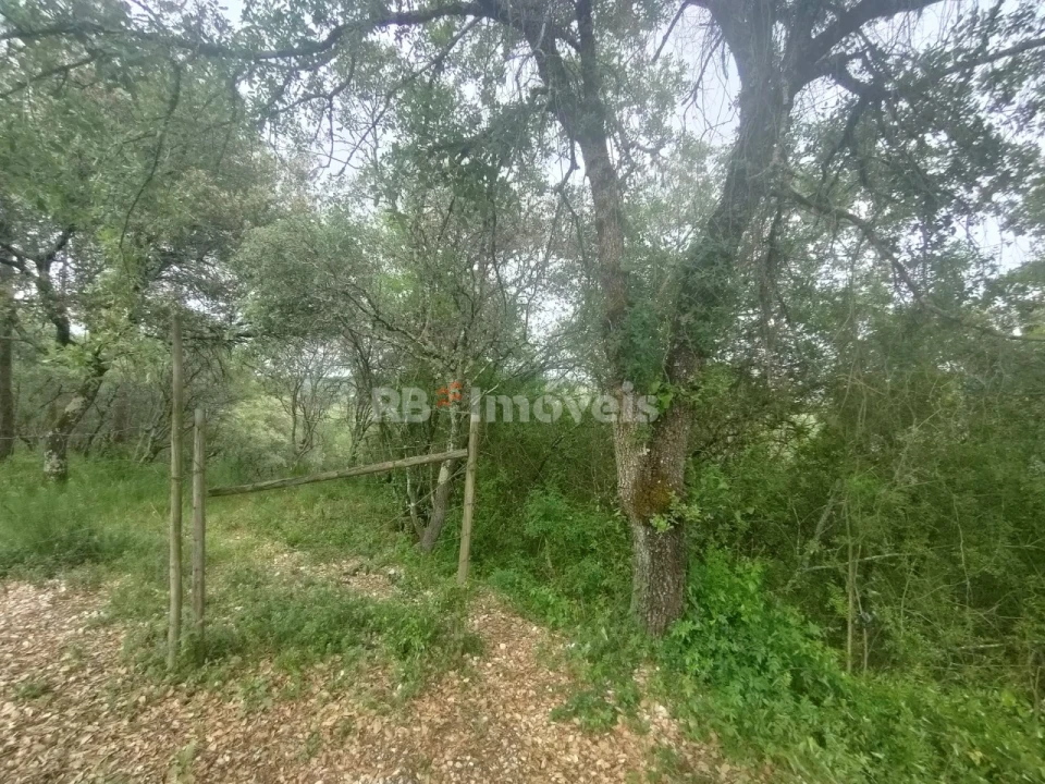 Terreno Agricola ou Rústico para Venda em Além da Ribeira e Pedreira Foto 5