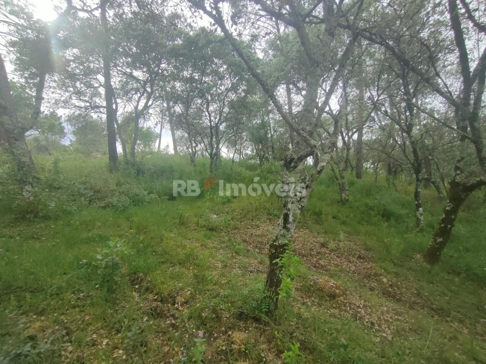 Terreno Agricola ou Rústico para Venda em Além da Ribeira e Pedreira Foto 11