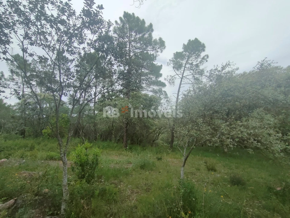 Terreno Agricola ou Rústico para Venda em Além da Ribeira e Pedreira Foto 13