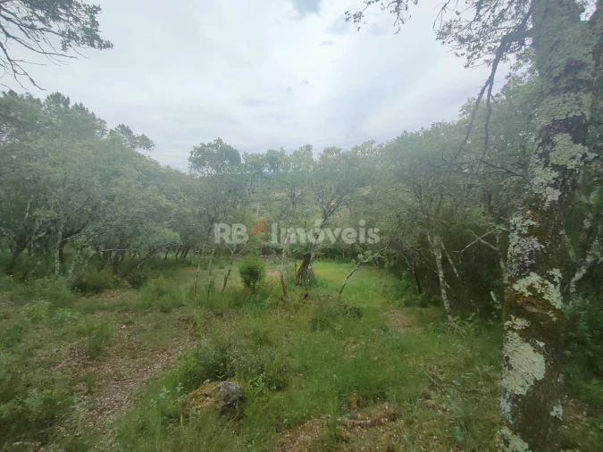 Terreno Agricola ou Rústico para Venda em Além da Ribeira e Pedreira Foto 9