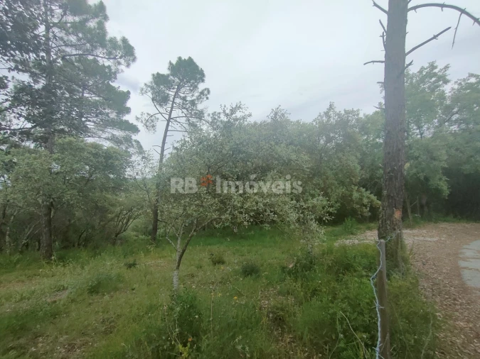 Terreno Agricola ou Rústico para Venda em Além da Ribeira e Pedreira Foto 4