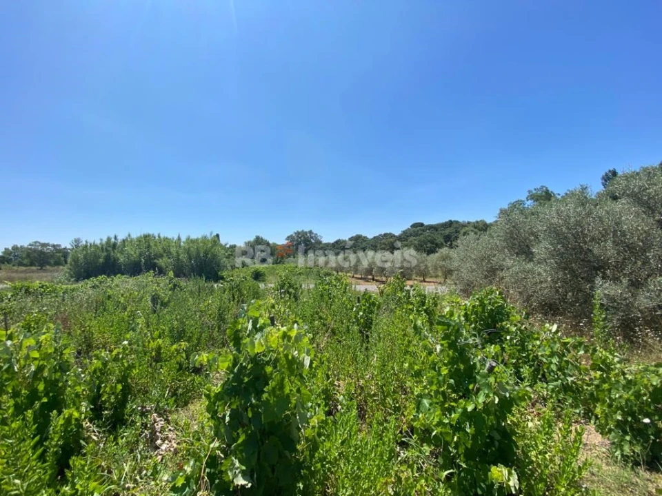 Terreno Agricola ou Rústico para Venda em São João Baptista e Santa Maria dos Olivais Foto 7