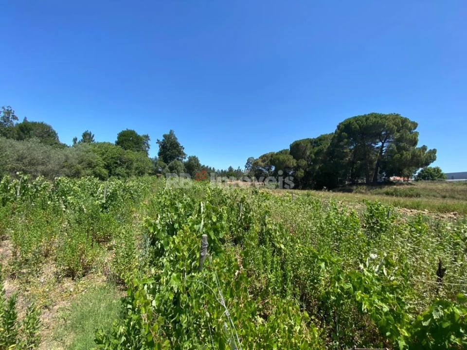 Terreno Agricola ou Rústico para Venda em São João Baptista e Santa Maria dos Olivais Foto 3