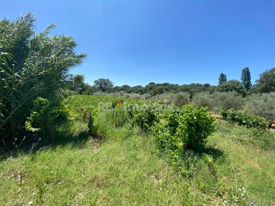 Terreno Agricola ou Rústico para Venda em São João Baptista e Santa Maria dos Olivais Foto 10