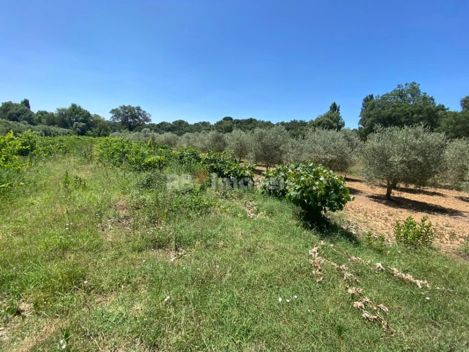 Terreno Agricola ou Rústico para Venda em São João Baptista e Santa Maria dos Olivais Foto 12