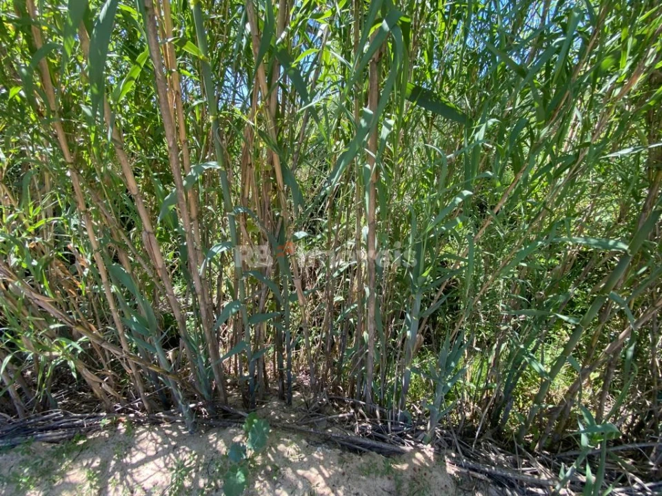 Terreno Agricola ou Rústico para Venda em São João Baptista e Santa Maria dos Olivais Foto 13