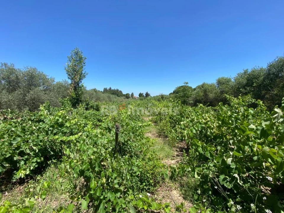 Terreno Agricola ou Rústico para Venda em São João Baptista e Santa Maria dos Olivais Foto 6