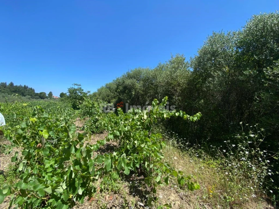 Terreno Agricola ou Rústico para Venda em São João Baptista e Santa Maria dos Olivais Foto 17