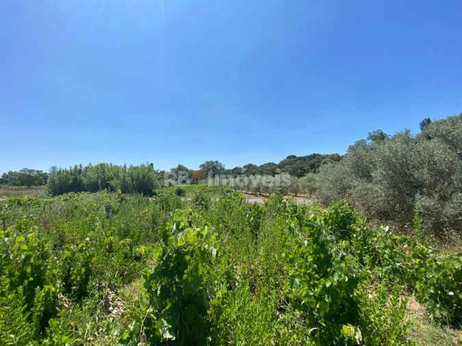 Terreno Agricola ou Rústico para Venda em São João Baptista e Santa Maria dos Olivais Foto 7