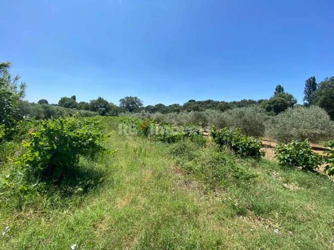 Terreno Agricola ou Rústico para Venda em São João Baptista e Santa Maria dos Olivais Foto 11