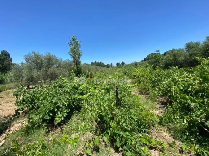 Terreno Agricola ou Rústico para Venda em São João Baptista e Santa Maria dos Olivais Foto 14