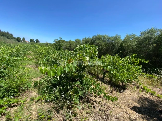 Terreno Agricola ou Rústico para Venda em São João Baptista e Santa Maria dos Olivais Foto 15