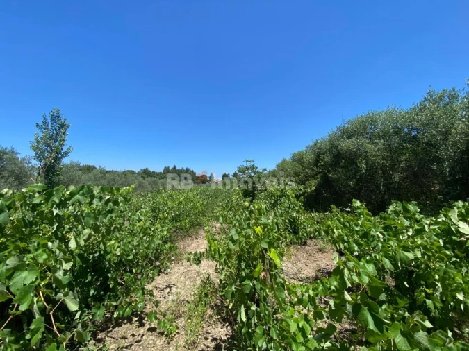 Terreno Agricola ou Rústico para Venda em São João Baptista e Santa Maria dos Olivais Foto 16