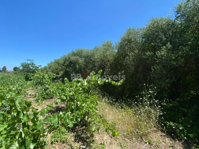 Terreno Agricola ou Rústico para Venda em São João Baptista e Santa Maria dos Olivais Foto 18