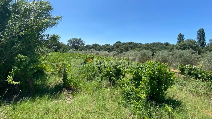 Terreno Agricola ou Rústico para Venda em São João Baptista e Santa Maria dos Olivais