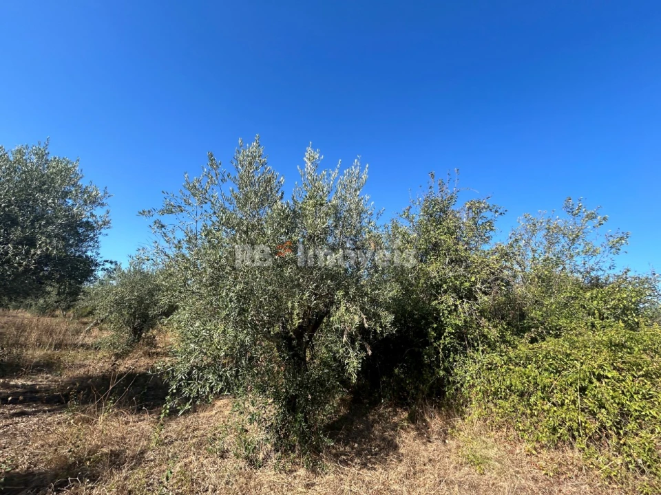 Terreno Agricola ou Rústico para Venda em Serra e Junceira Foto 5